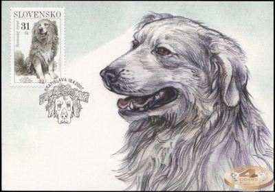Словакия. 2007. Словацкий чувач (Картмаксимум. M)