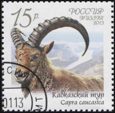Россия. 2013. Кавказский тур (Почтовая марка. CTO Гашеная)
