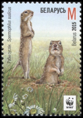 Беларусь. 2015. Крапчатый суслик. M (Почтовая марка. MNH OG)